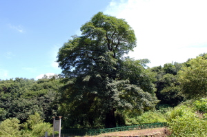 무건리 물푸레나무(천연기념물) 썸네일