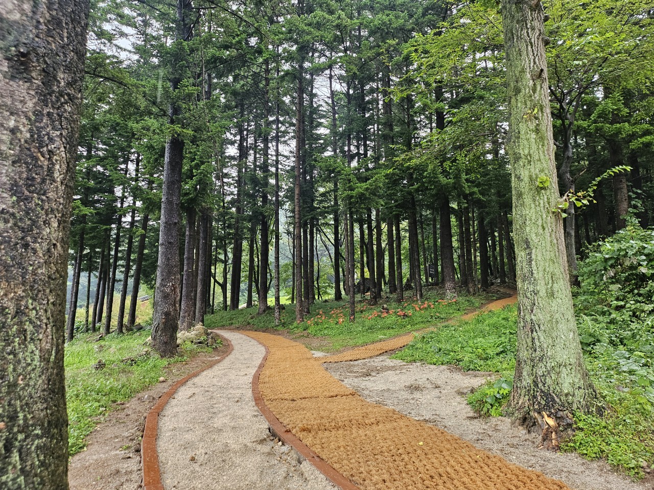 보광사(고령산) 맨발길 썸네일