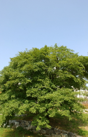 교하 물푸레나무(경기도기념물 제183호) 썸네일