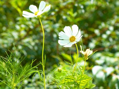 DMZ에 핀 코스모스