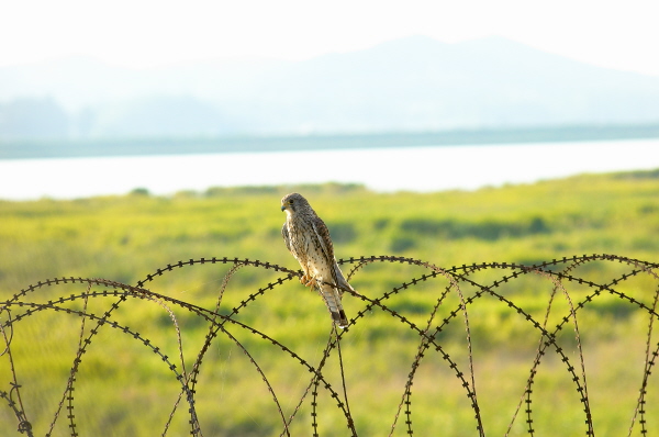 철조망 위에 새