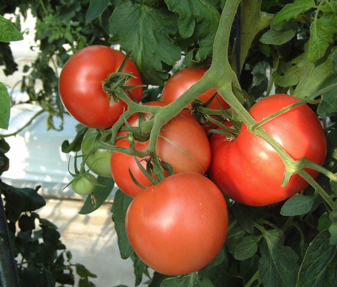 임진강 토마토