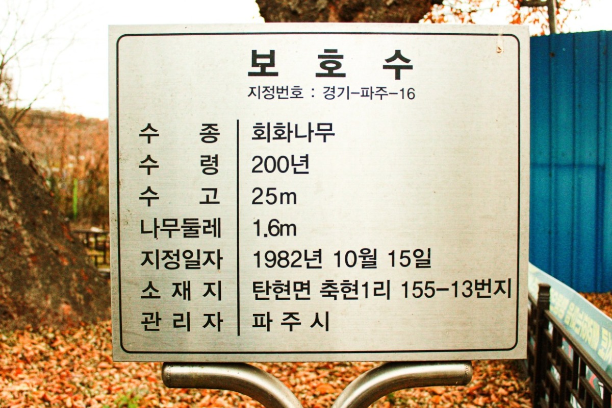 회화나무 보호수 지정 표지판