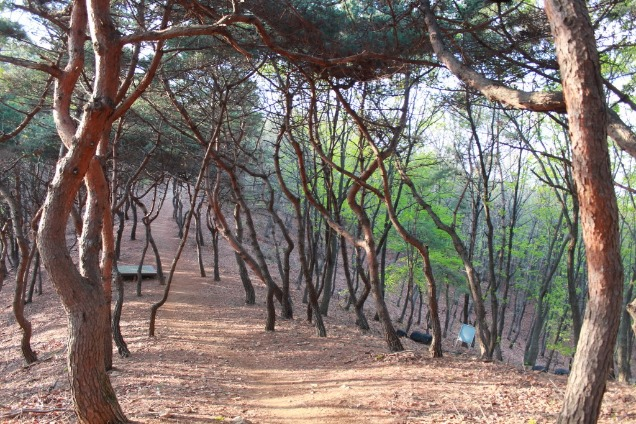 솔향기길