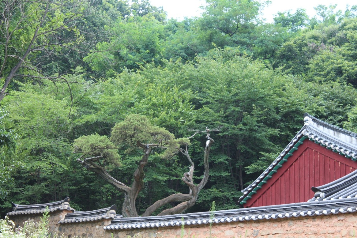 41호 향나무 원경