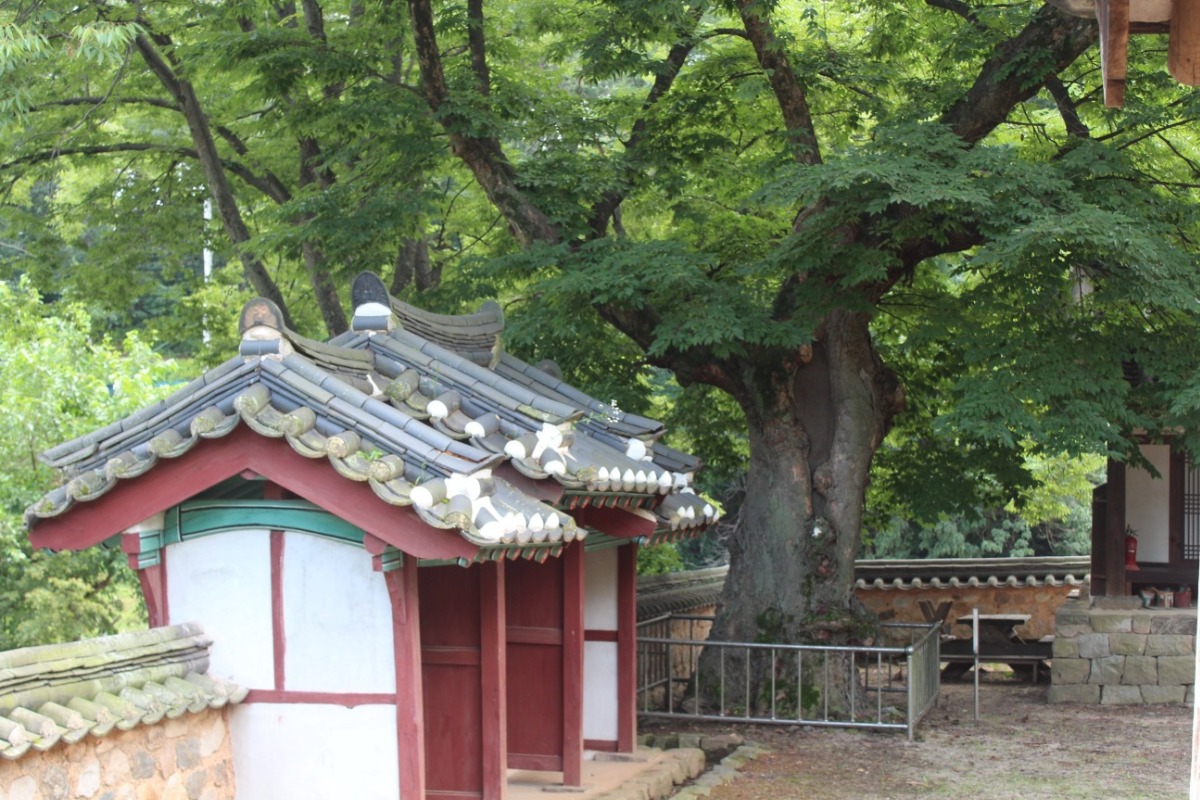 40호 느티나무 원경