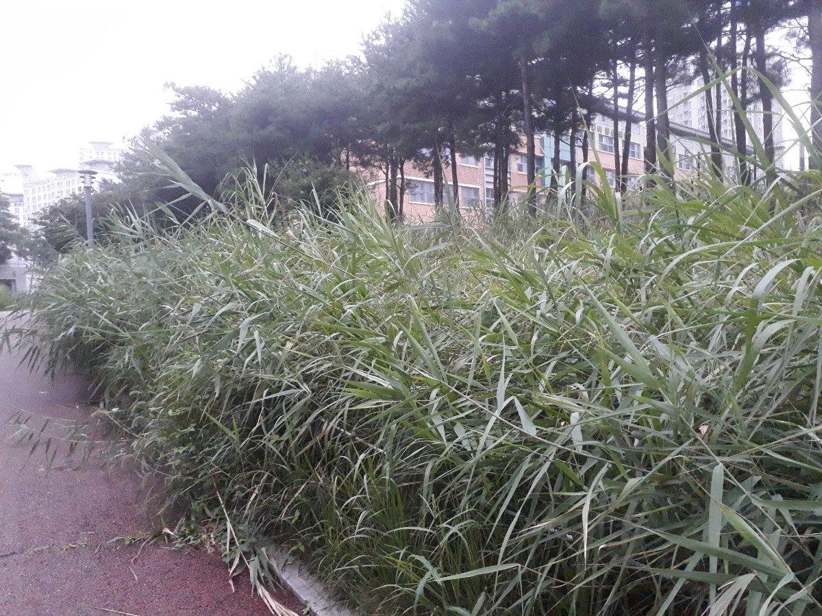 억새길
