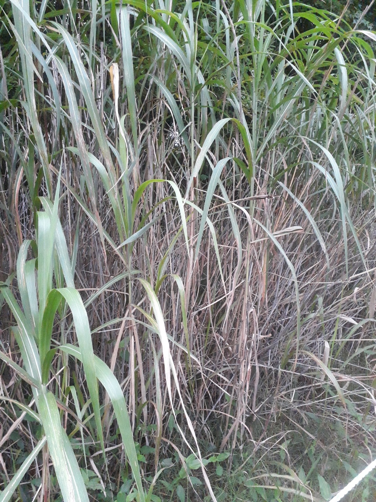 억새