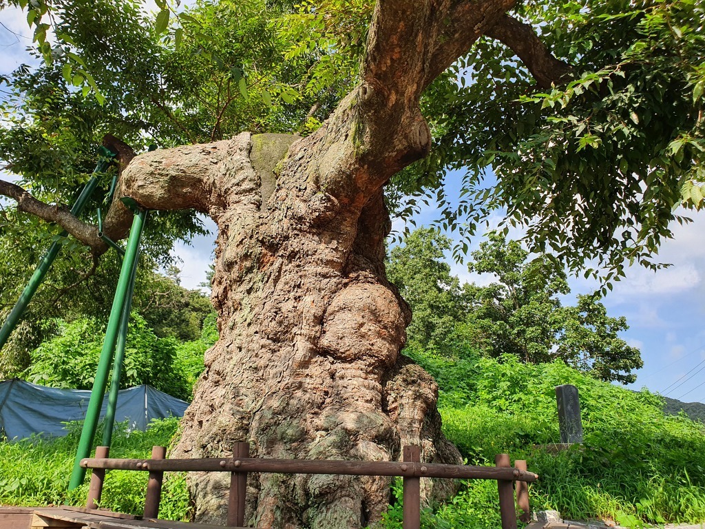 신령스러운 기운이 감도는 느티나무