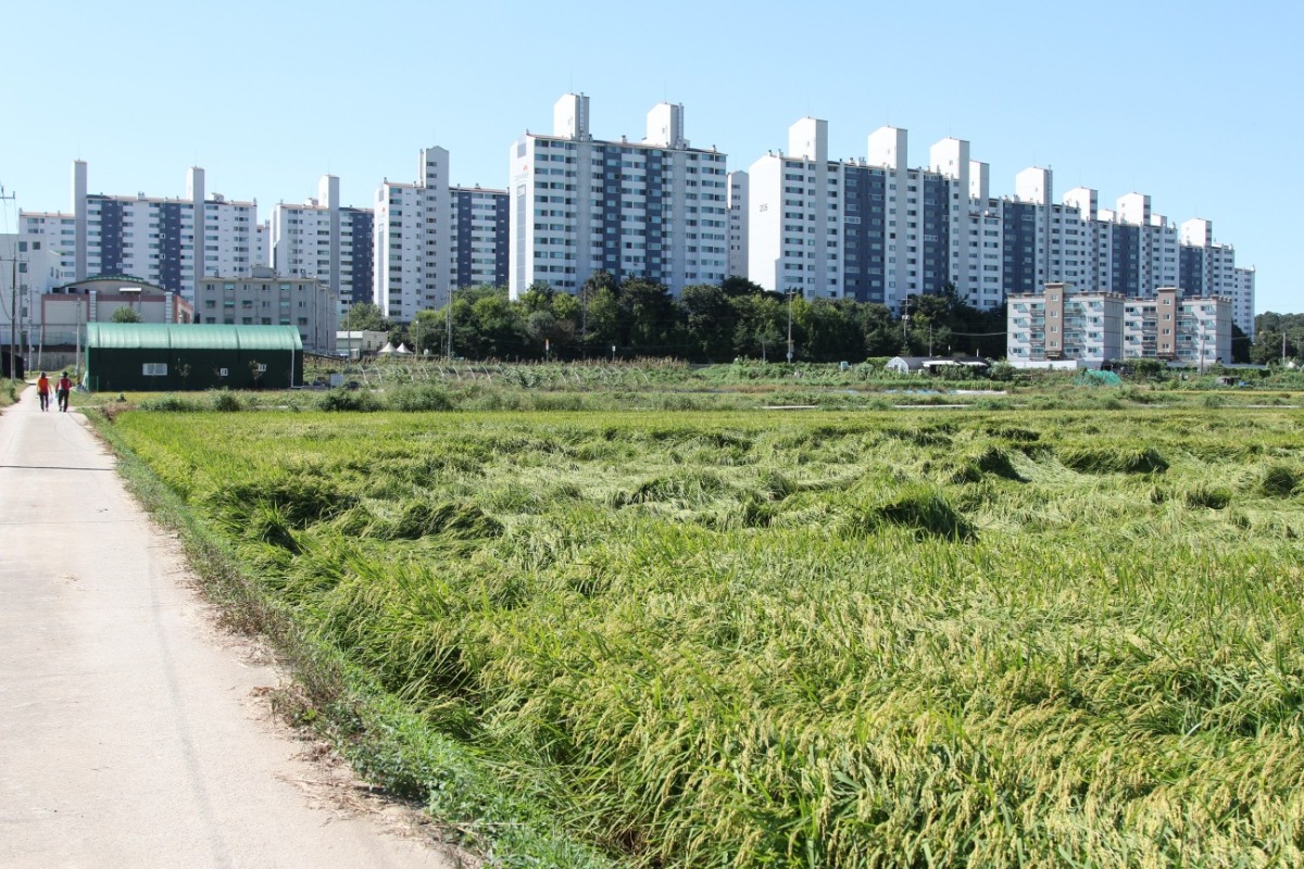아파트를 나서면 곧바로 탁 트인 논둑길로 이어진다.