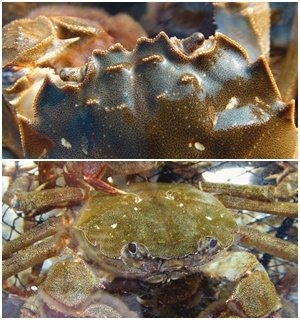 (파주)참게와 동남참게의 등딱지 앞부분 비교. 참게(위)는 날카롭고 동남참게는 얌전한 편이다.
