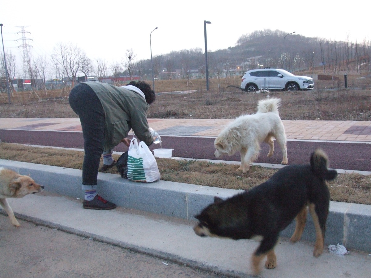 유기견들에게 먹이주는 모습