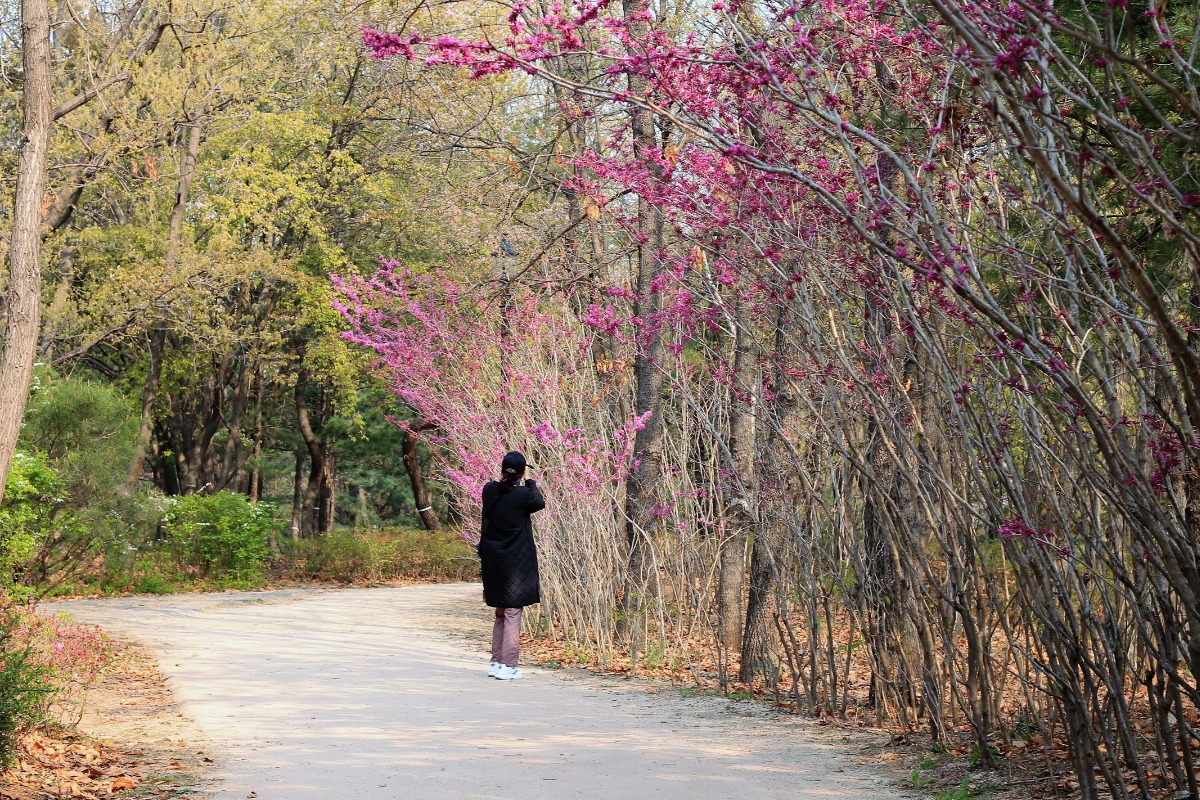 산책 나온 시민이 박태기나무꽃을 유심히 살피고 있다