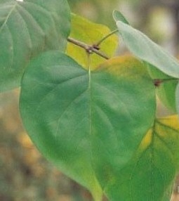 수수꽃다리