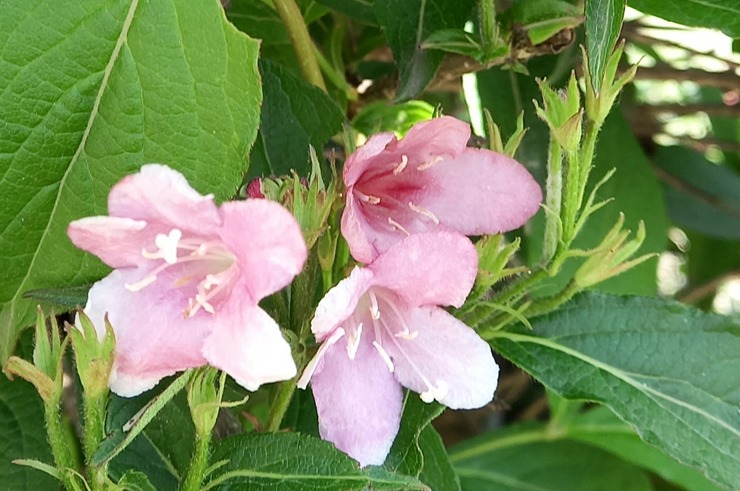 병꽃나무